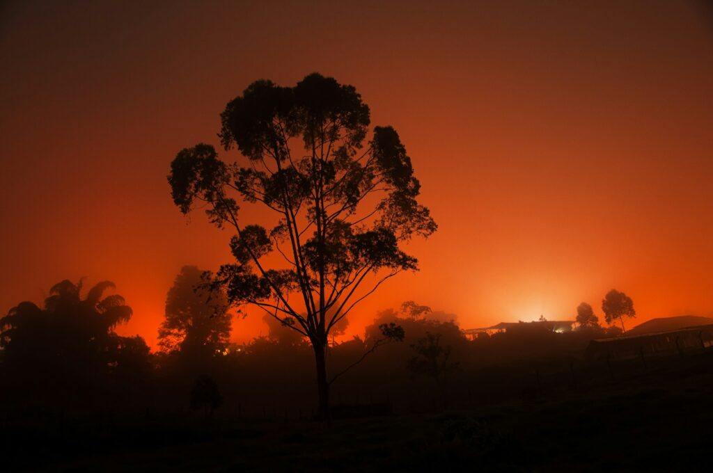 Silhouetted Tree at Night